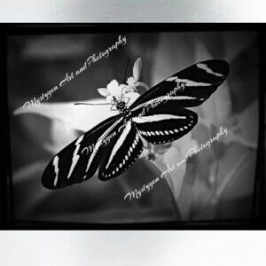 black and white butterfly giclee stretched canvas print 16 x 20
